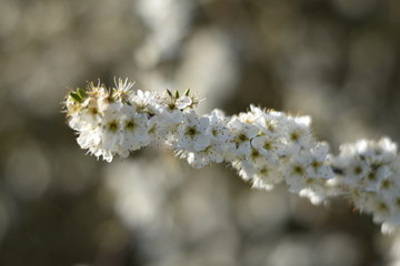 Blühender Schlehdorn (Prunus spinosa)