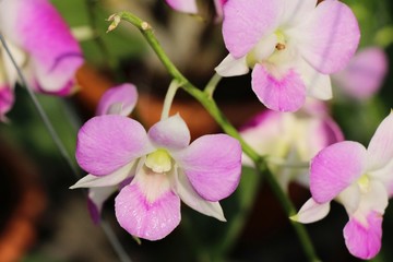 Fototapeta premium Orchid flower is beautiful in the garden