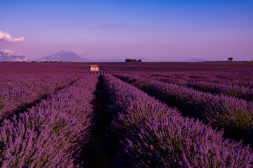 stone house at lavender field