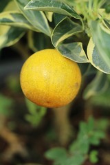 Ripe orange fruit hangs on the tree