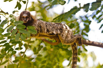 Marmoset