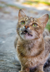 Portrait of a motley cat with opened mouth and calling for food