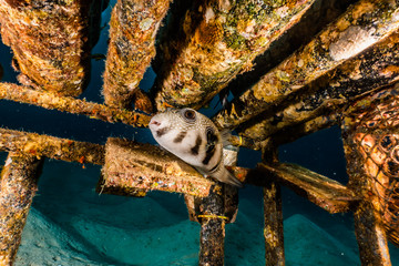 Arothron fish in the Red Sea Colorful and beautiful, Eilat Israel