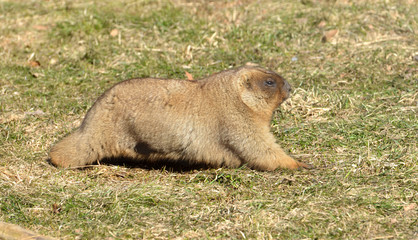 Naklejka na ściany i meble Bobak marmot (Marmota bobak) in spring