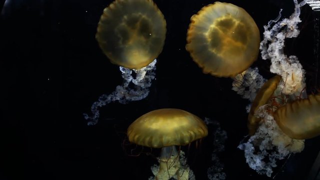 Jellyfish Chrysaora fuscescens in the aquarium closeup