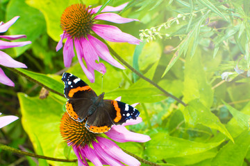 Butterfly on the flower. Concept: garden plants, nature and recreation outside the city