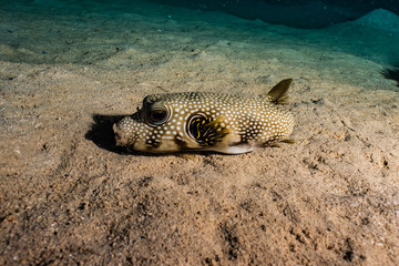 Arothron fish in the Red Sea Colorful and beautiful, Eilat Israel