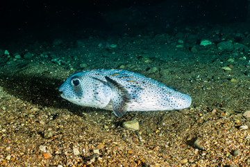 Arothron fish in the Red Sea Colorful and beautiful, Eilat Israel