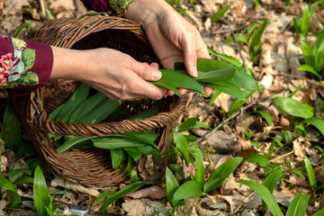 frische Bärlauchblätter werden im Wald behutsam gepflückt und in Weidenkorb gesammelt
