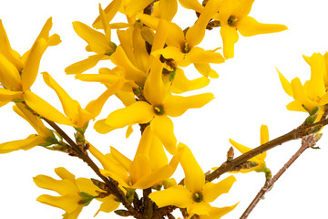 Fototapeta premium forsythia isolated