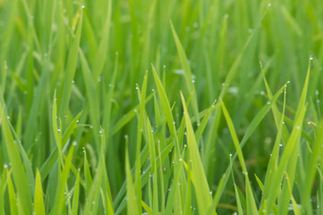 Fototapeta na wymiar Green rice plant.