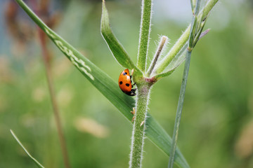Ladybug on green grass.  Macro insects or macro nature. Nature in spring or summer.
