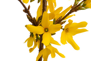 forsythia isolated