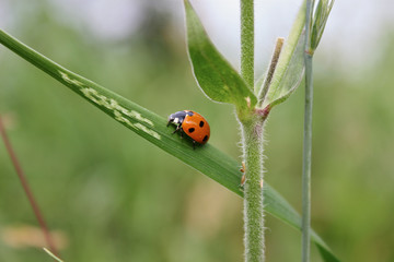 Ladybug on green grass.  Macro insects or macro nature. Nature in spring or summer.