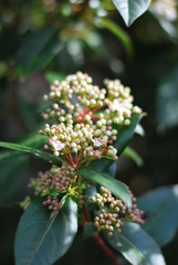 Lorbeerblättriger Schneeball - Blüten und Knospen