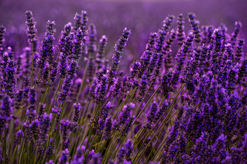 Fototapeta na wymiar Close up Bushes of lavender purple aromatic flowers