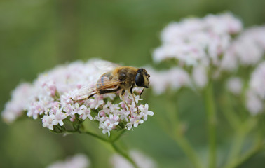 Bee close-up sits on white flowers. Macro insects or macro nature. Seasonal natural scenes.