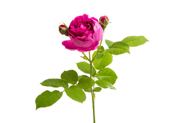 rose peony isolated o