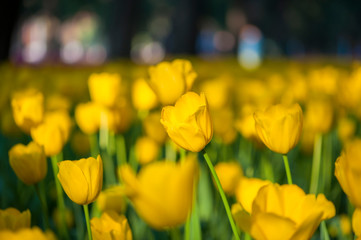 Obraz premium Colorful tulip flora blooming in the park