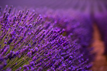 Close up Bushes of lavender purple aromatic flowers