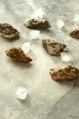 Fresh raw seafood, oysters with ice on a light grey background