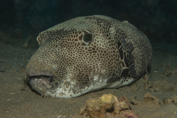 Arothron fish in the Red Sea Colorful and beautiful, Eilat Israel