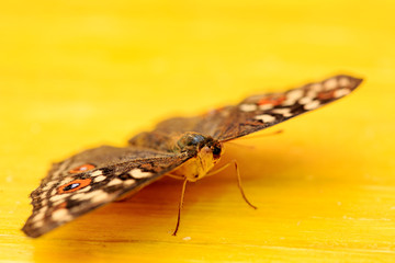 A beautiful Butterfly. Insect with gorgeous wings