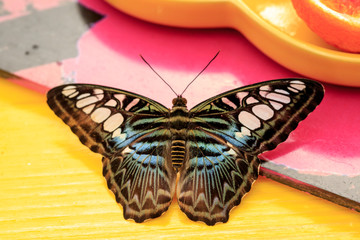 A beautiful Butterfly. Insect with gorgeous wings