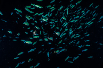 Fish swim in the Red Sea, colorful fish, Eilat Israel