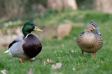 ducks on the grass
