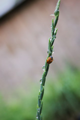 Fototapeta premium Fresh young grass with dew drops and a ladybug in the summer in the spring. Macro or macro nature
