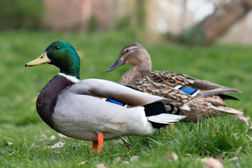 ducks on the grass