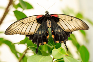 A beautiful Butterfly. Insect with gorgeous wings