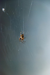 Big giant spider on web