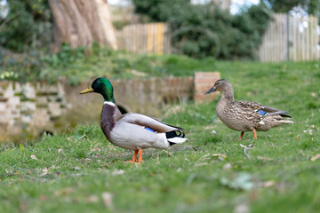 ducks on the grass