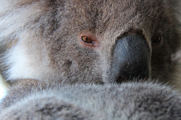 Obraz premium Koala
