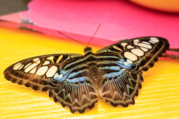 A beautiful Butterfly. Insect with gorgeous wings