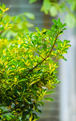 Green yellow tree bush leaves