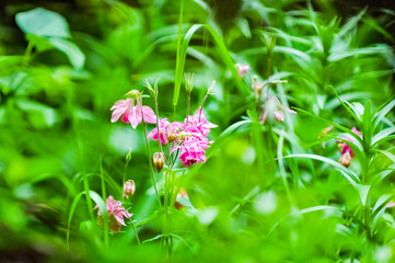 Pink Wild Flowers