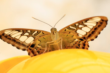 A beautiful Butterfly. Insect with gorgeous wings