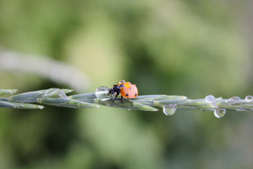 Fresh young grass with dew drops and a ladybug in the summer in the spring. Macro or macro nature