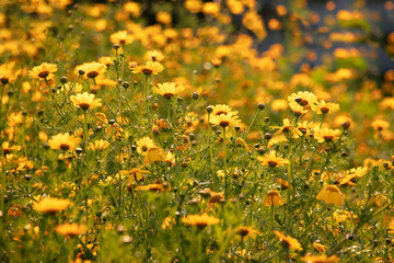 Field of yellow wild chrysanthemum flowers in the sun backlit