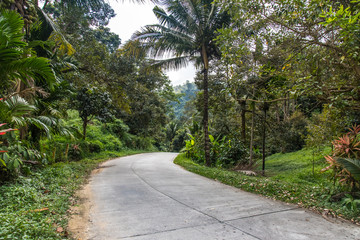 The jungle of Samui Island across forest. Thailand
