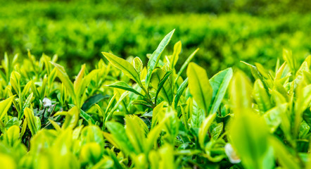 Fresh tea bud and leaves.Tea plantations.