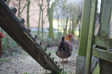 Welsumer,Hühnchen,Veggie