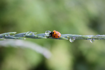 Fresh young grass with dew drops and a ladybug in the summer in the spring. Macro or macro nature