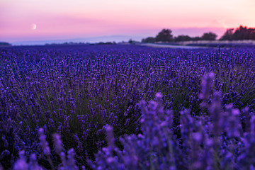 Fototapeta premium Moon During colorful sunset at lavender field
