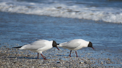 Gabbiani al mare