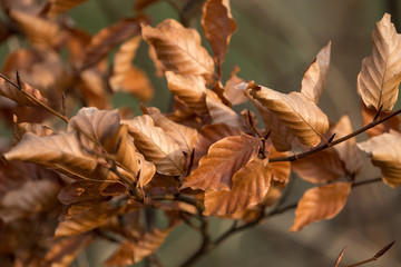 autumn leaves on tree