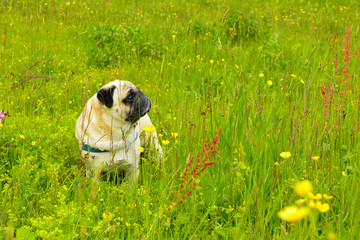 Pug dog in the grass. Dog in nature, walk